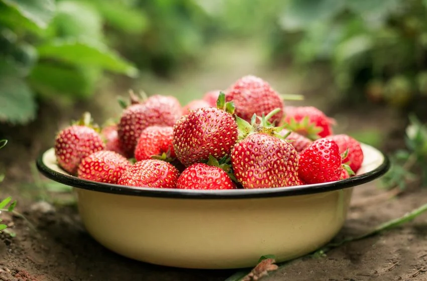 Abund Berry incepe lucrarile de santier la cea mai mare sera de capsuni din judetul Gorj