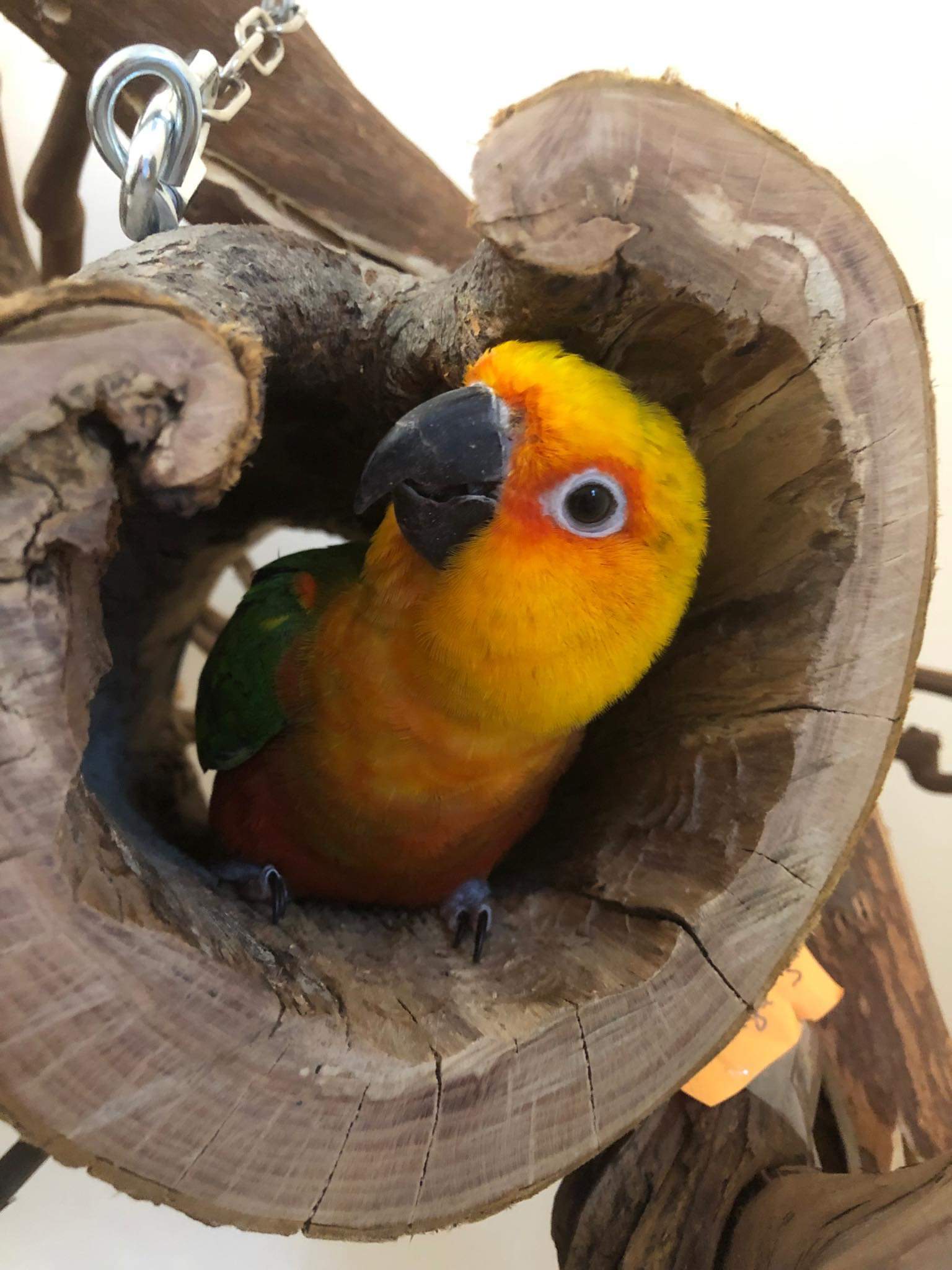 jucarii-papagali